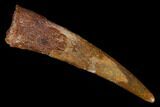 Huge, Fossil Pterosaur (Siroccopteryx) Tooth - Morocco #176828-1
